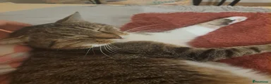 Cat 1