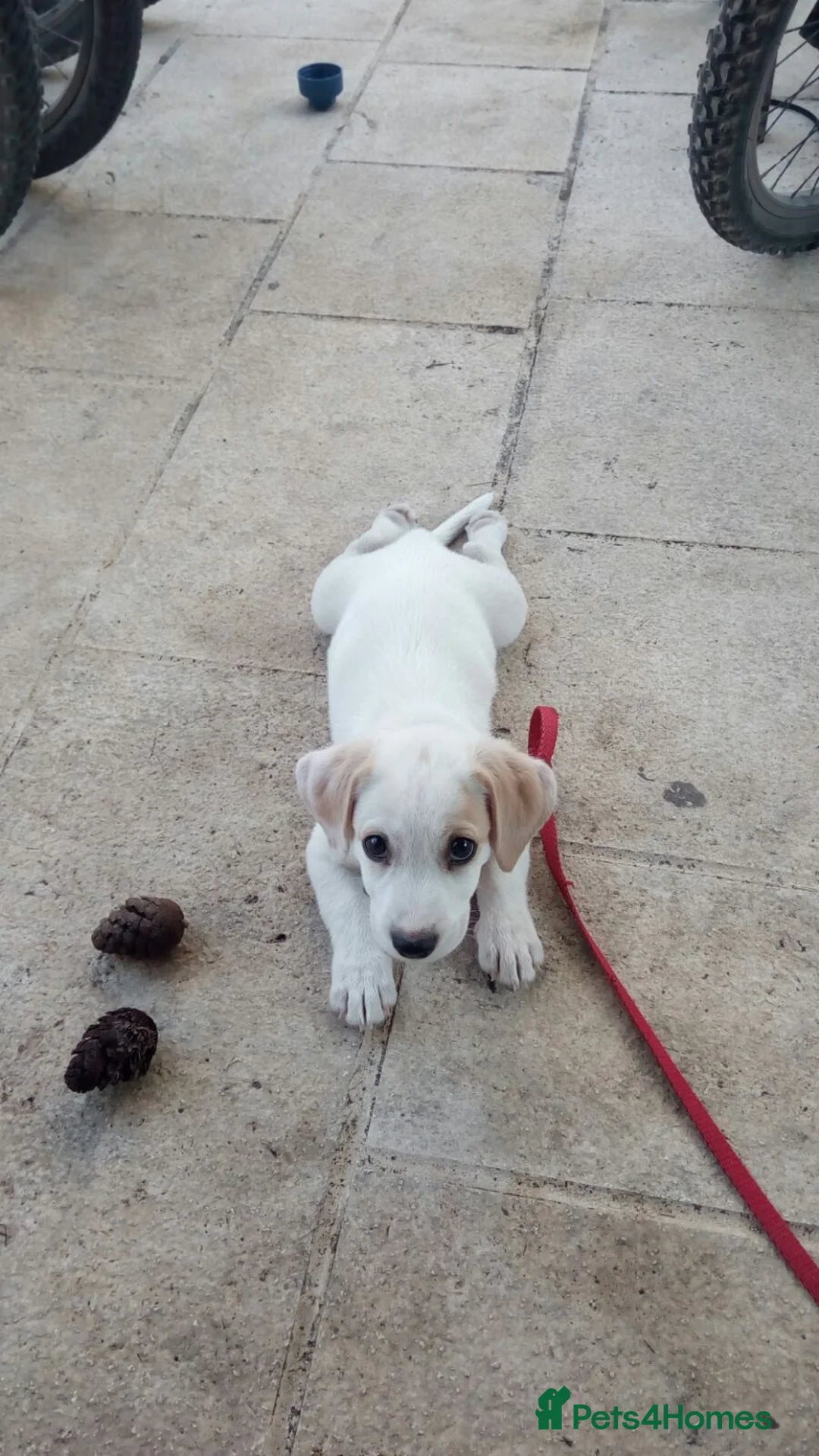 Mixed Breed dogs for sale: Beach dogs - Advert 1