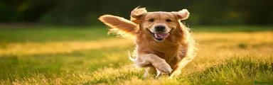 Test multipet payments 3