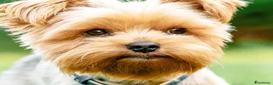Test multipet payments 4