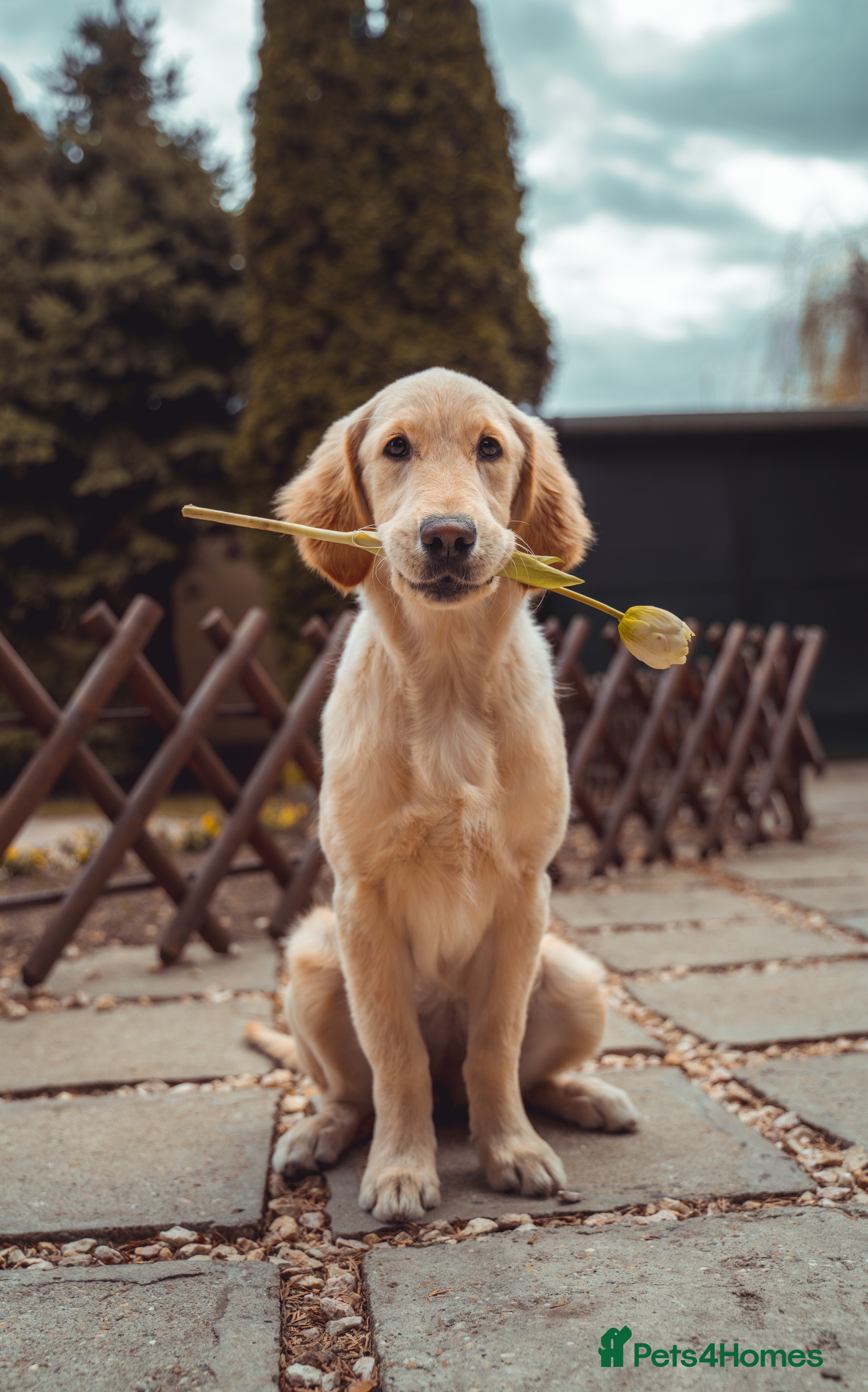 Akbash Dog dogs Akbash Dog 2 - Ad 1