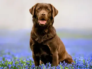 Mixed Breed dogs KYC Unverified regression - Advert 7