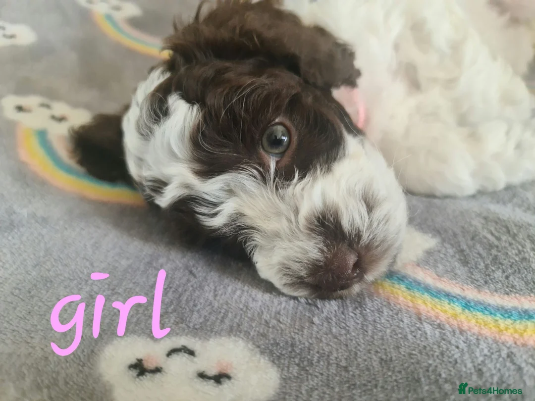 Australian Silky Terrier dogs for sale: buy me - Advert 1