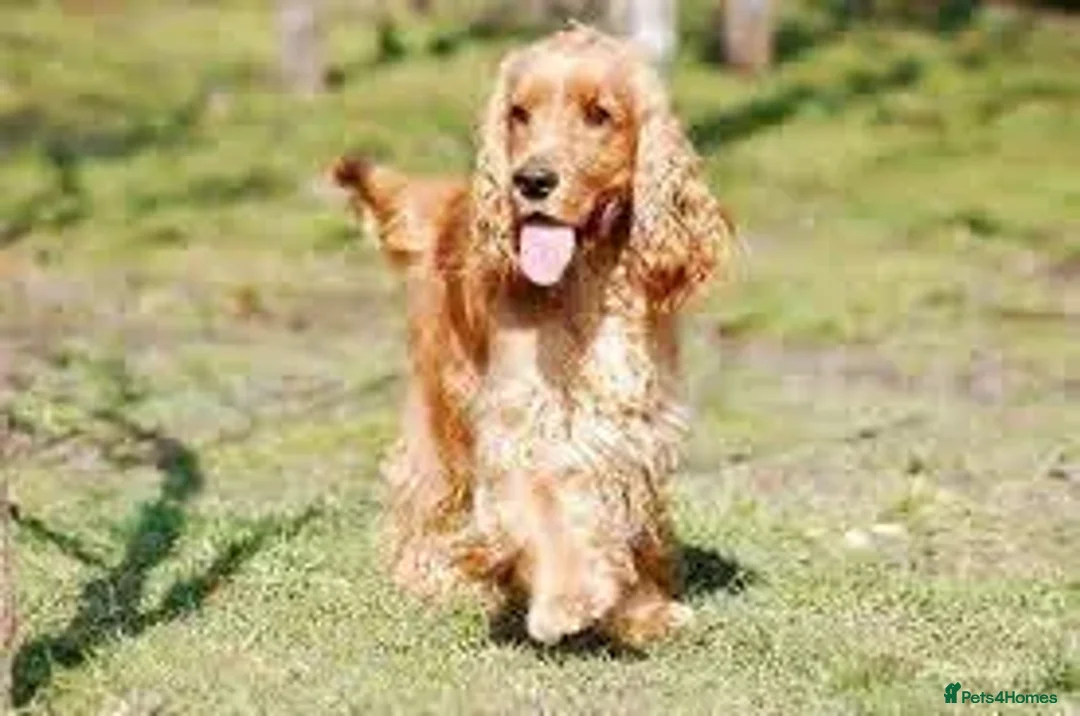 Cocker Spaniel dogs for sale: looking for a pet parent - Advert 1