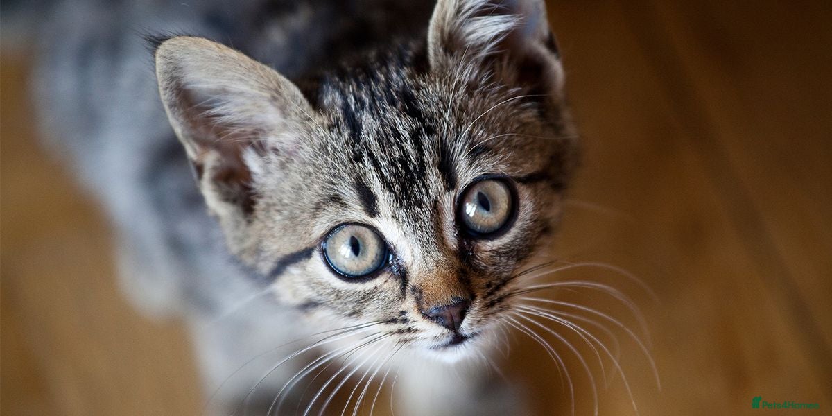 Domestic Shorthair cats Domestic Shorthair 1 - Advert 3