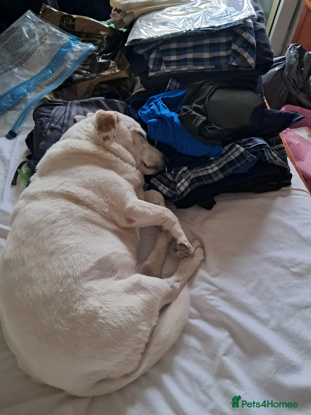 Mixed Breed dogs for sale: 3 pups in Makarska - Advert 1