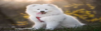 Test multipet payments 5