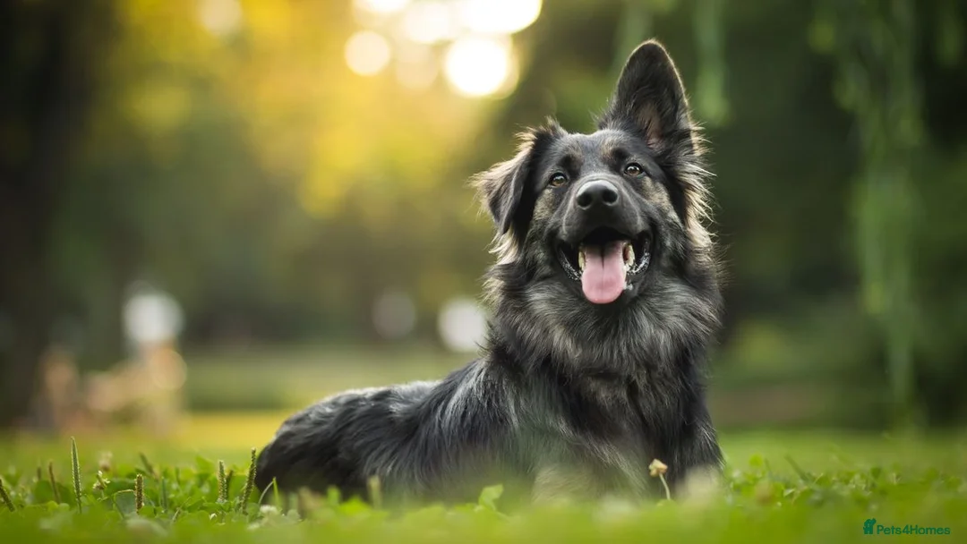 Mixed Breed dogs for sale: Test multipet payments - Advert 1