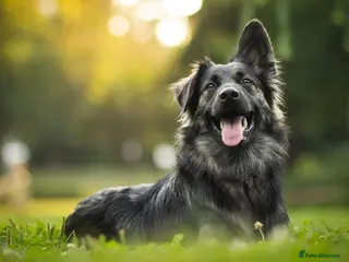 Mixed Breed dogs Test multipet payments - Advert 4
