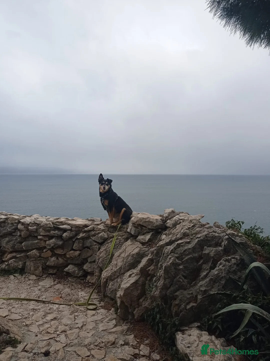 Mixed Breed dogs for sale: Beach dogs - Advert 2