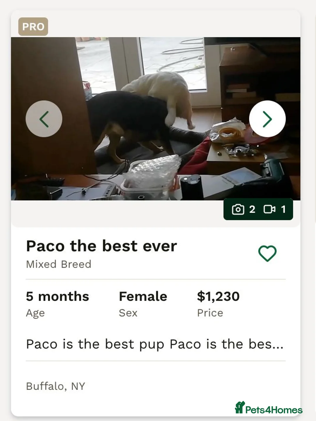 Mixed Breed dogs for sale: Beach dogs - Advert 3