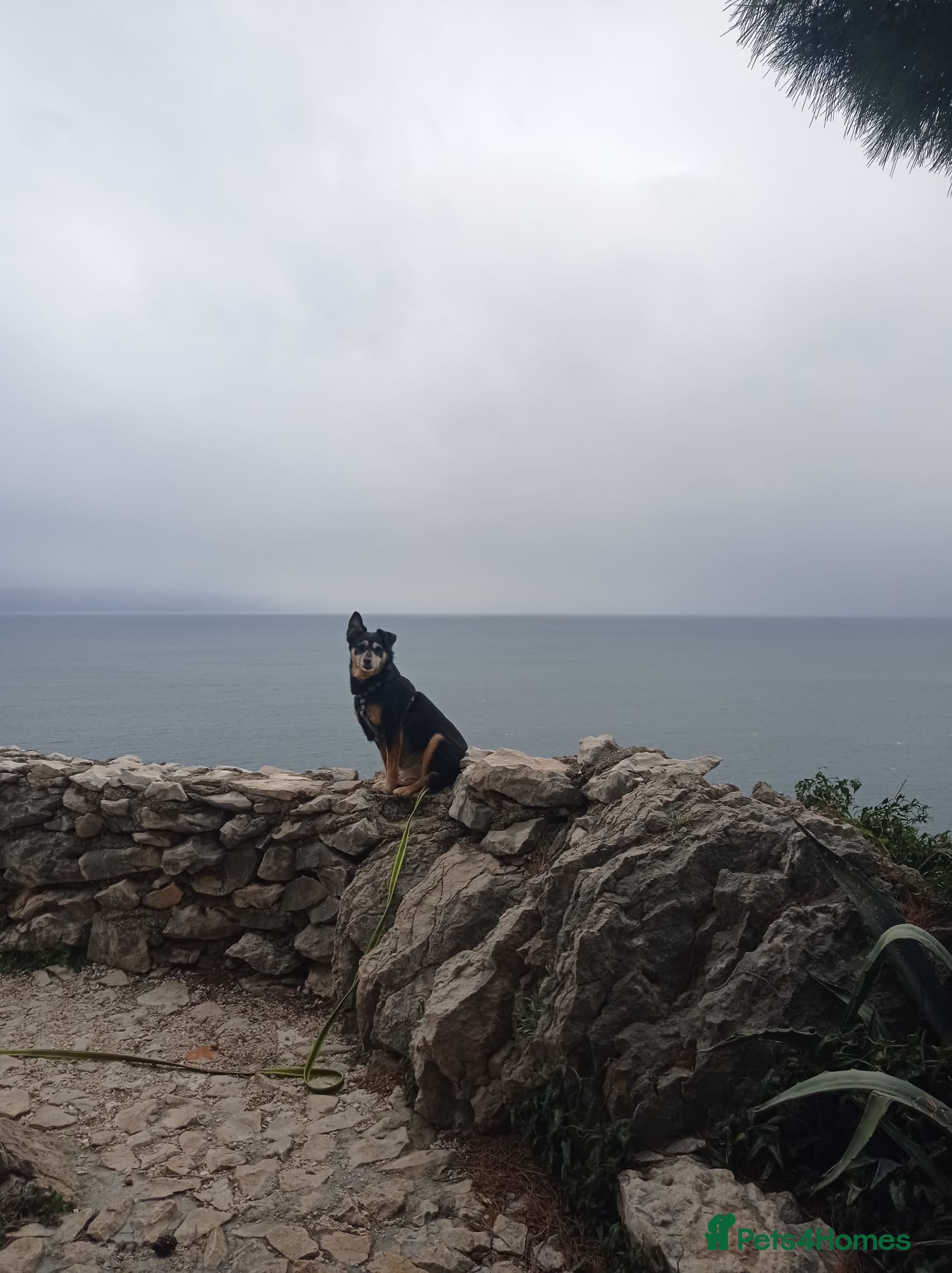 Mixed Breed dogs for sale: lota - Advert 3