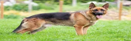 Mixed Breed dogs for sale: Test multipet payments - Advert 6