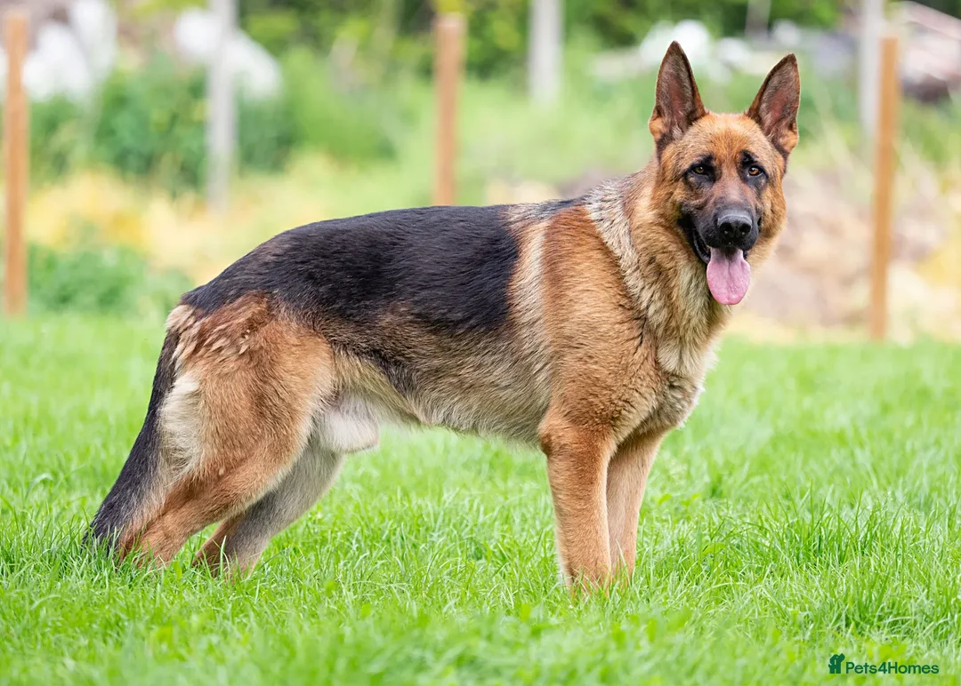 Mixed Breed dogs for sale: Test multipet payments - Advert 6