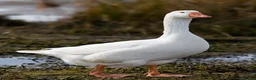 Geese poultry for sale: no pre-auth no buyer vas - Advert 1