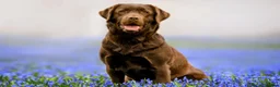 Mixed Breed dogs for sale: Testing regressions - Advert 1