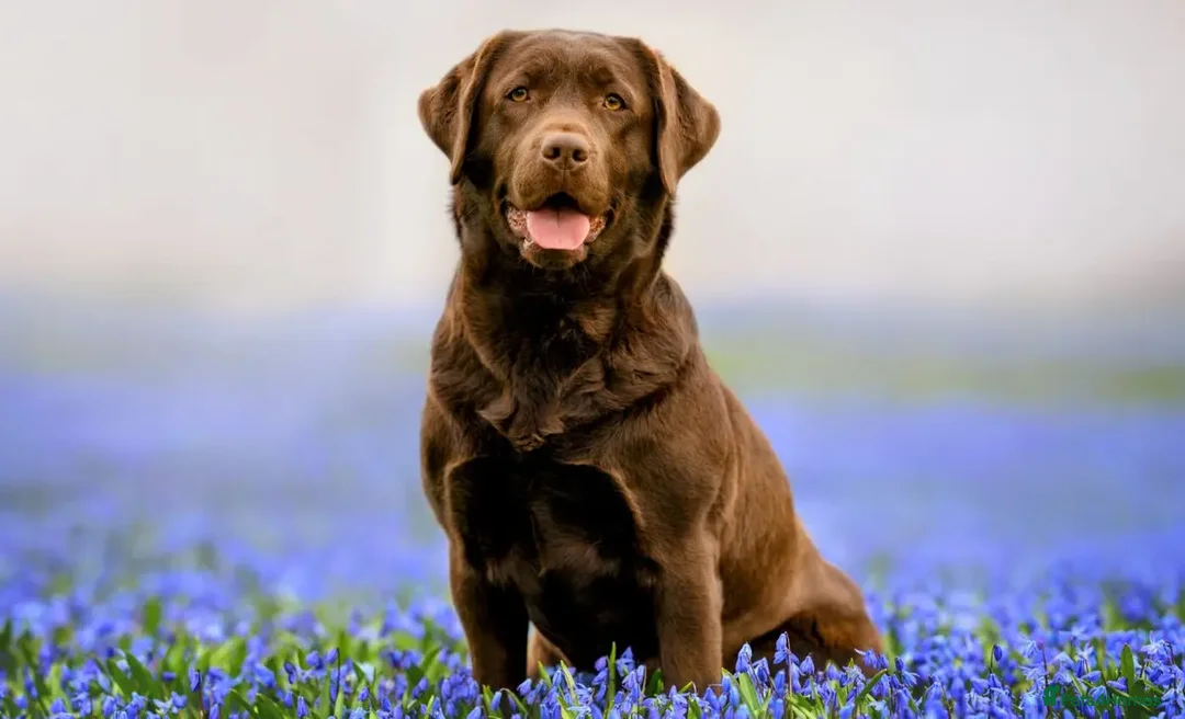 Mixed Breed dogs for sale: Testing regressions - Advert 1