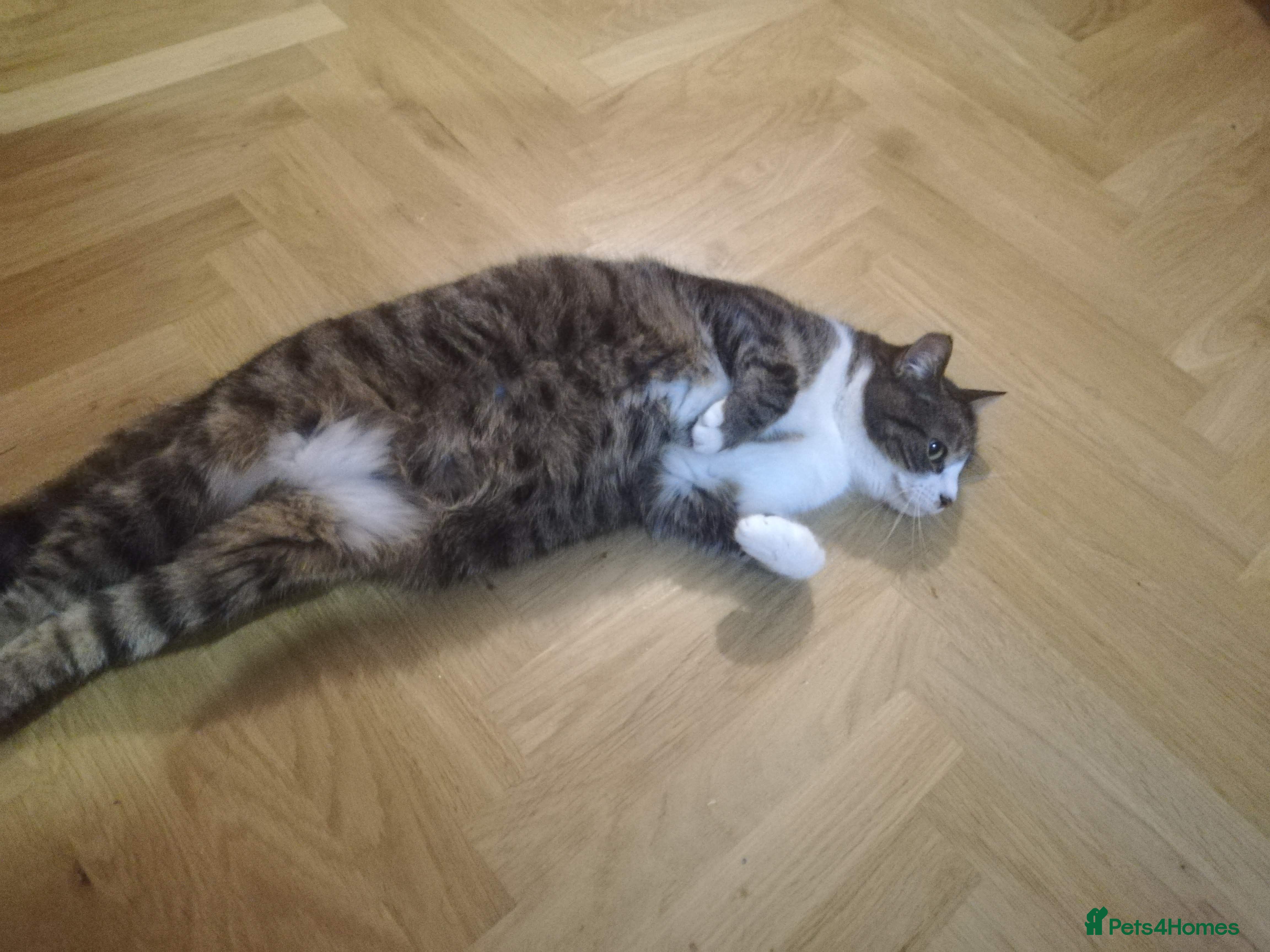 Mixed Breed dogs Cat 2 - Ad 1