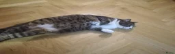 Mixed Breed dogs for sale: Cat 2 - Ad 1